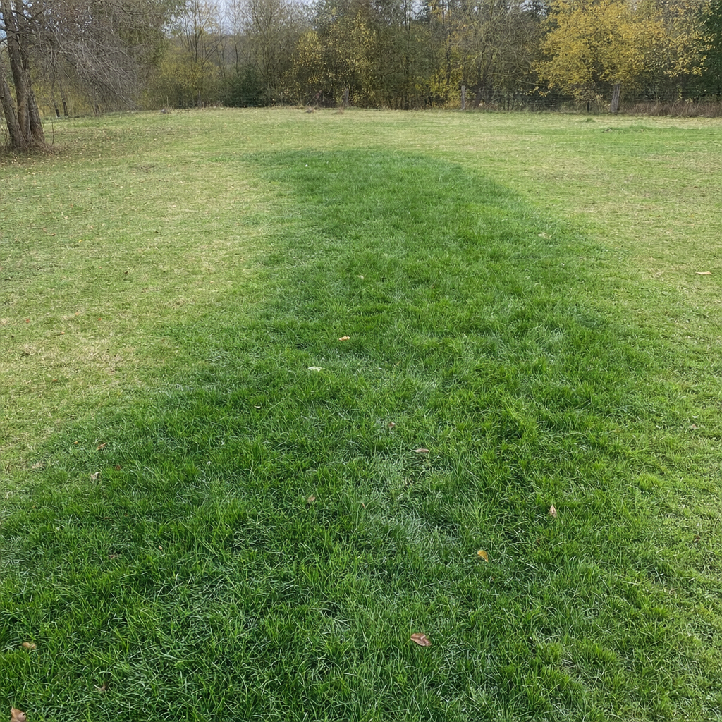A soggy, unusually green patch of lawn over the drain field of a Bel Air South home, a sign the septic tank needs pumping